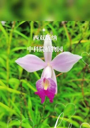 奇花异草观赏植物种类？哪里可以买到？