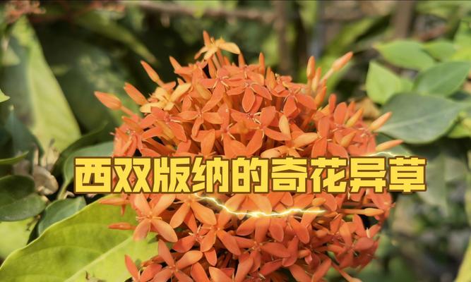 奇花异草观赏植物种类？哪里可以买到？