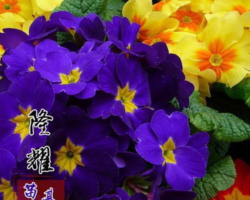 樱草种子的最佳播种时间是什么时候？
