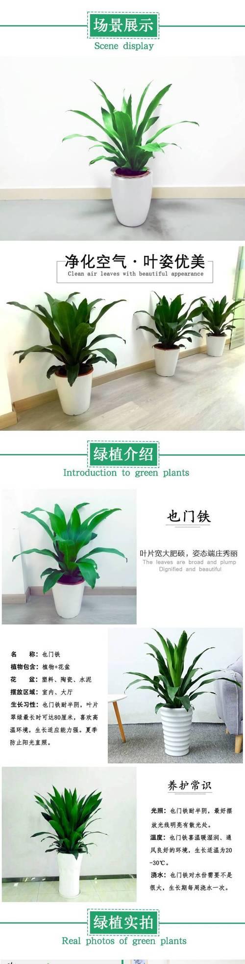 也门铁叶子发黄烂芯如何处理？