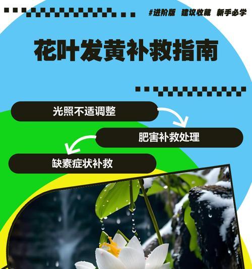 也门铁叶子发黄烂芯如何处理？