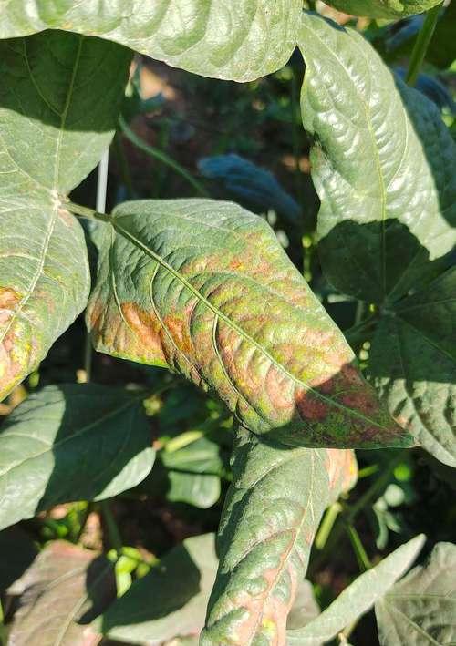 植物叶子破裂发黄是什么原因造成的？