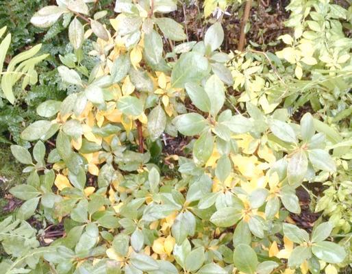 植物叶子破裂发黄是什么原因造成的？
