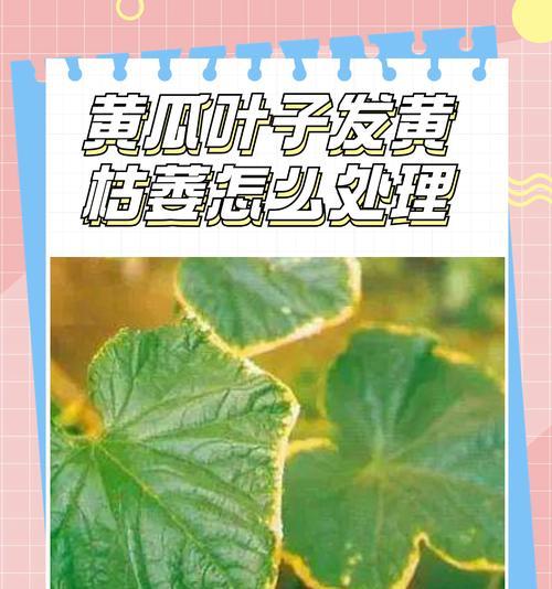植物叶子破裂发黄是什么原因造成的？