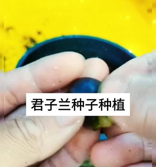 君子兰种子发芽液的正确使用方法是什么？