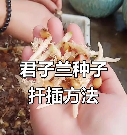 君子兰种子发芽液的正确使用方法是什么？