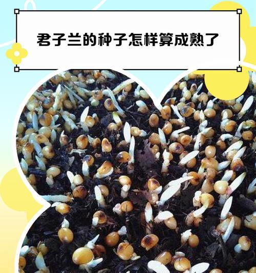 君子兰种子发芽液的正确使用方法是什么？