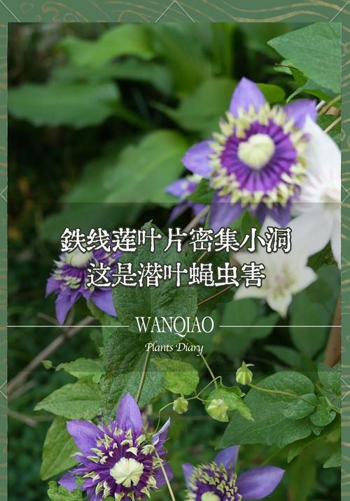 春天铁线莲抽叶不发芽的解决方法是什么？