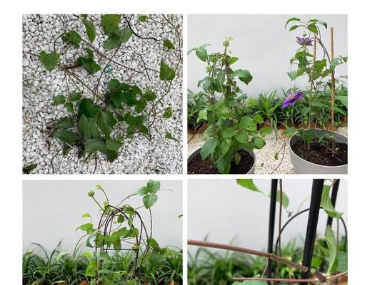 春天铁线莲抽叶不发芽的解决方法是什么？