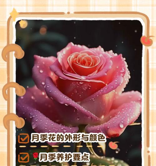 多色月季的养护方法是什么？