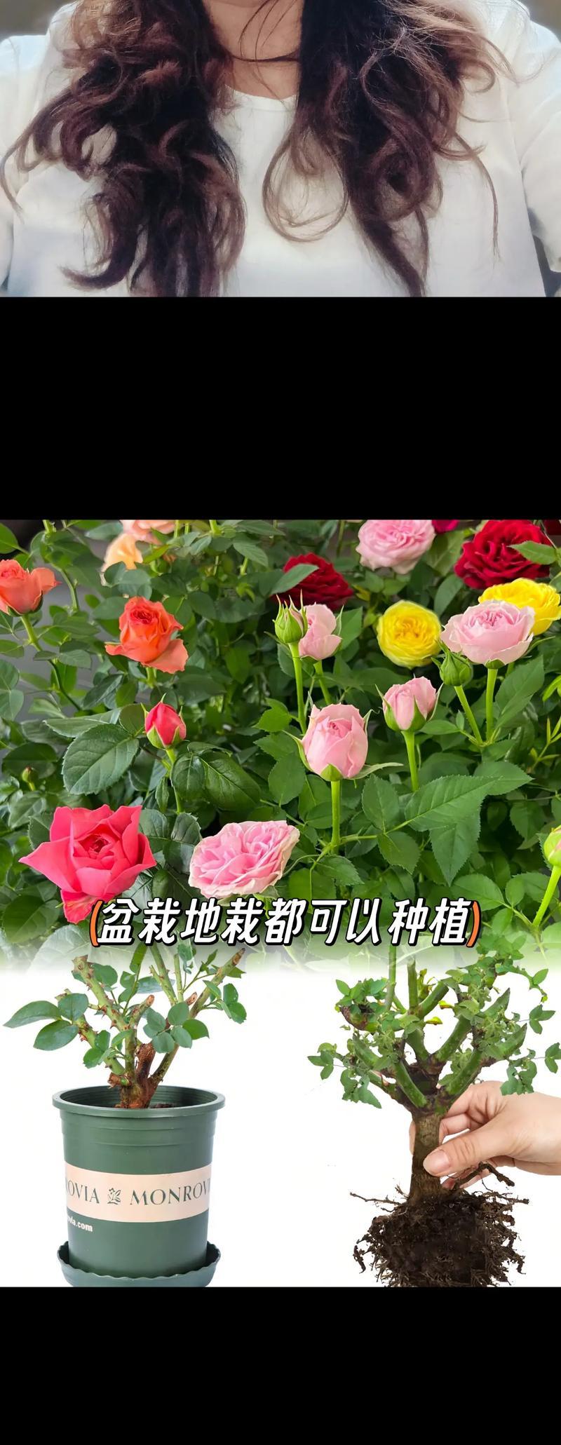 多色月季的养护方法是什么？