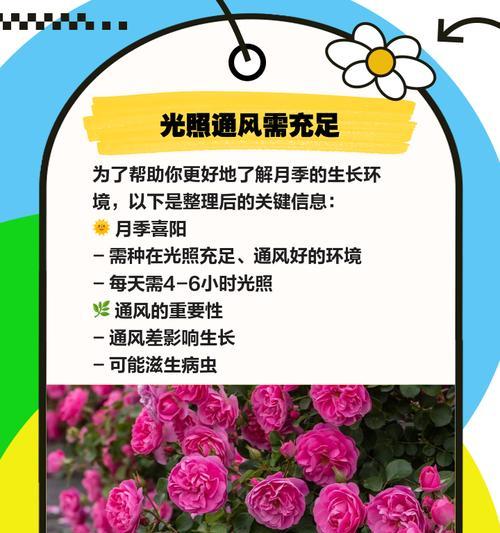 多色月季的养护方法是什么？