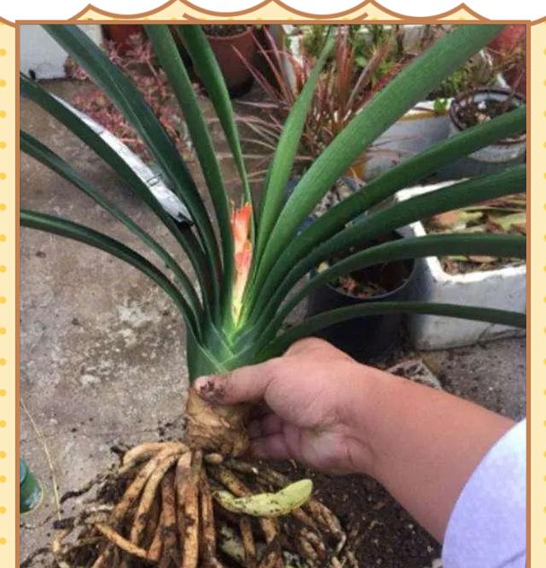 种植君子兰有哪些注意事项？如何避免常见错误？