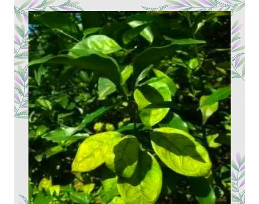 夏季柑橘叶子发黄的可能原因是什么？如何进行有效管理？