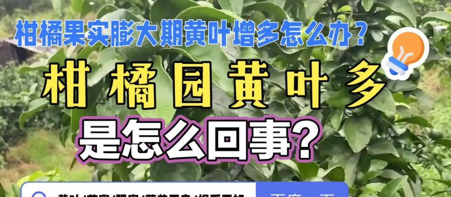 夏季柑橘叶子发黄的可能原因是什么？如何进行有效管理？