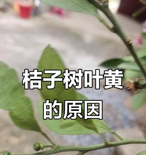 夏季柑橘叶子发黄的可能原因是什么？如何进行有效管理？