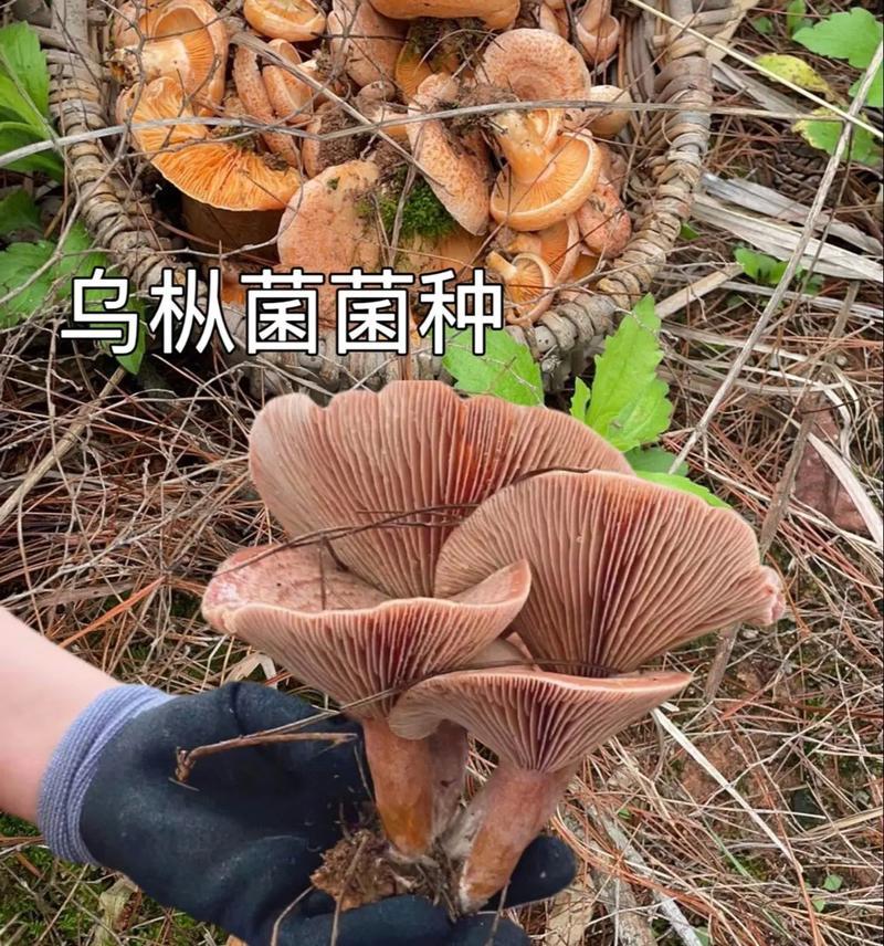 松蘑人工栽培的关键技术是什么？