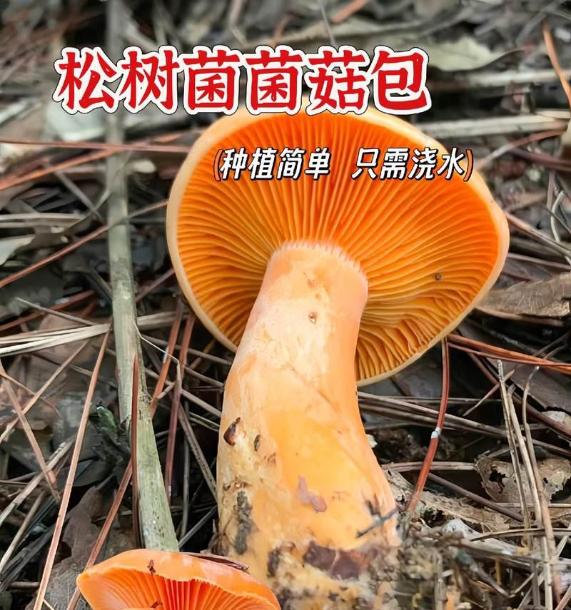 松蘑人工栽培的关键技术是什么？