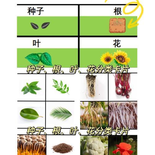 春天哪种方式传播种子最快？如何操作？