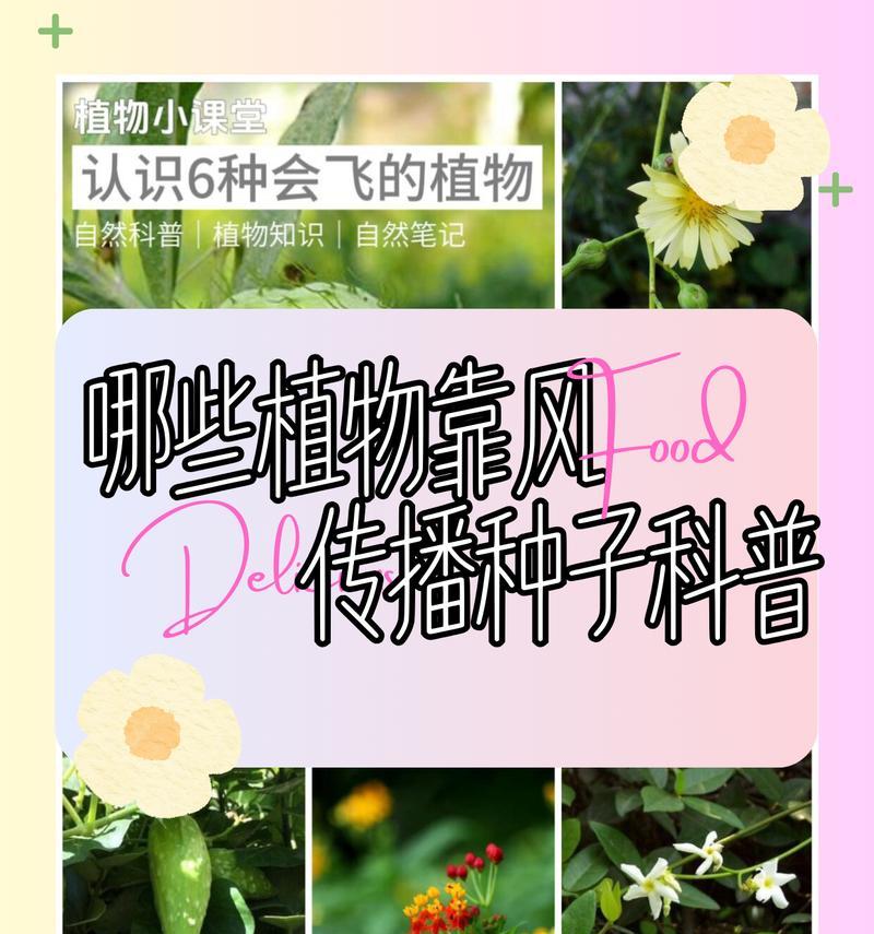 春天哪种方式传播种子最快？如何操作？