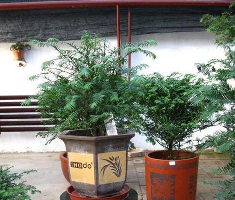 修剪后的盆景花应该如何处理？