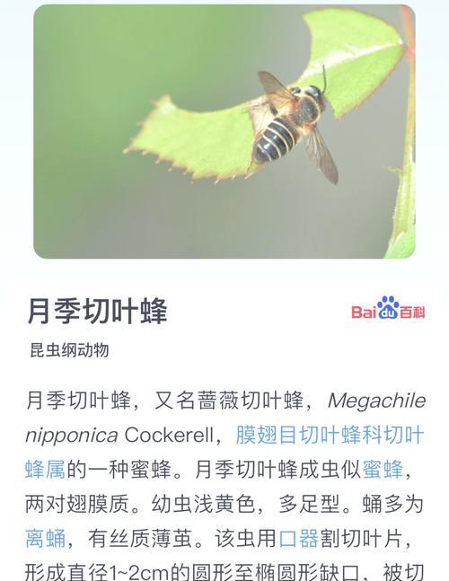 爬藤月季冬季如何安全过冬？