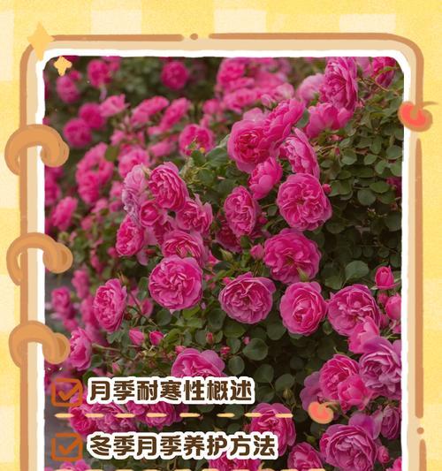 爬藤月季冬季如何安全过冬？
