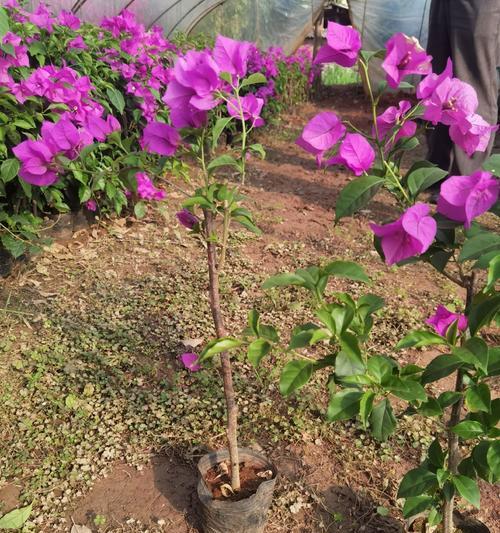树桩三角梅紫花如何养护？