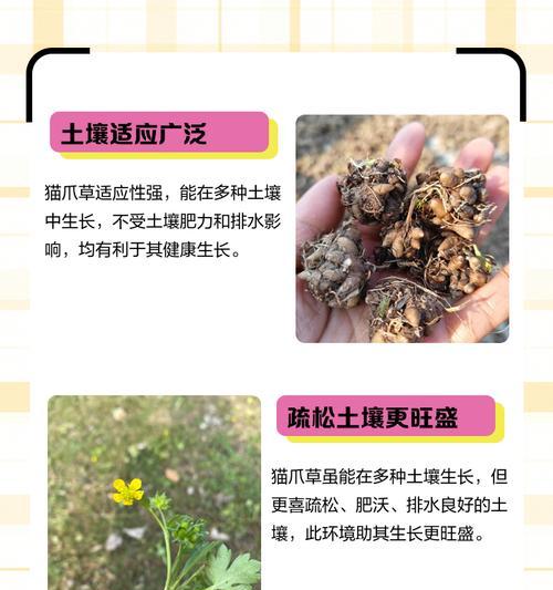 猫爪草高产栽培方法？