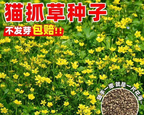 猫爪草高产栽培方法？