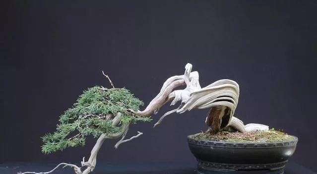 盆景枯枝掏空后如何进行修复？