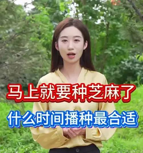 江西芝麻的最佳播种时间是什么时候？