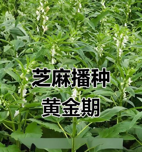 江西芝麻的最佳播种时间是什么时候？