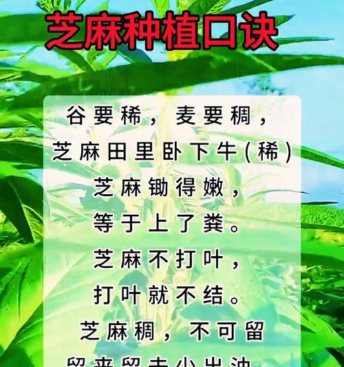 江西芝麻的最佳播种时间是什么时候？
