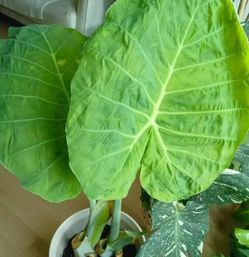 象耳芋叶子发黄干枯怎么办？如何处理象耳芋叶子发黄的问题？