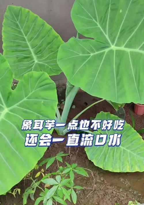 象耳芋叶子发黄干枯怎么办？如何处理象耳芋叶子发黄的问题？