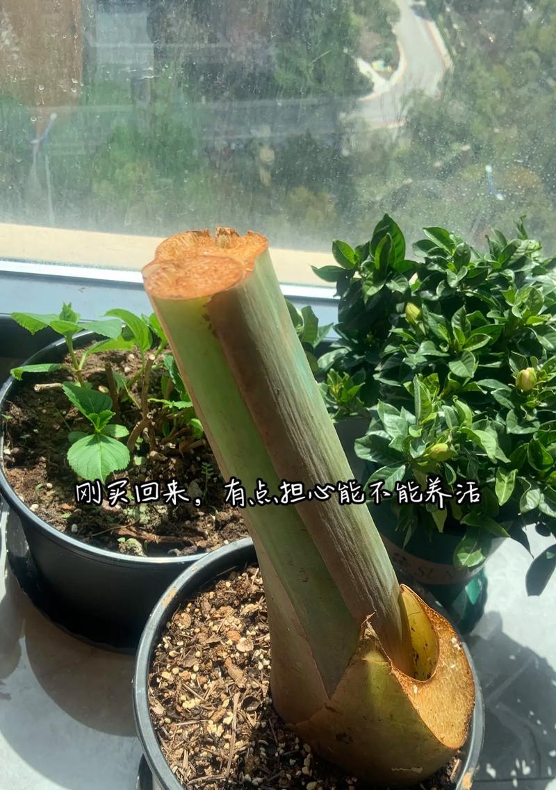 象耳芋叶子发黄干枯怎么办？如何处理象耳芋叶子发黄的问题？