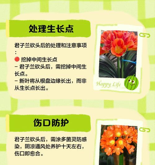 君子兰小叶修剪技巧是什么？