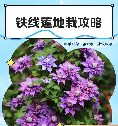 铁线莲大河夏天修剪的最佳时机是什么时候？