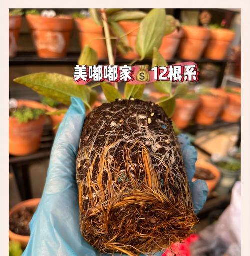 铁线莲大河夏天修剪的最佳时机是什么时候？