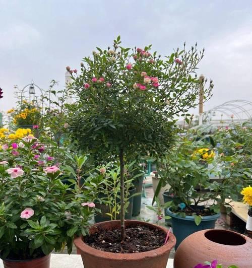 阳台适合种植哪些长期开花的花卉？
