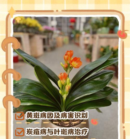 君子兰叶子发黄的常见原因有哪些？