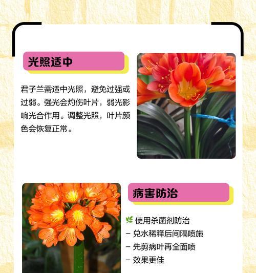 君子兰叶子发黄的常见原因有哪些？