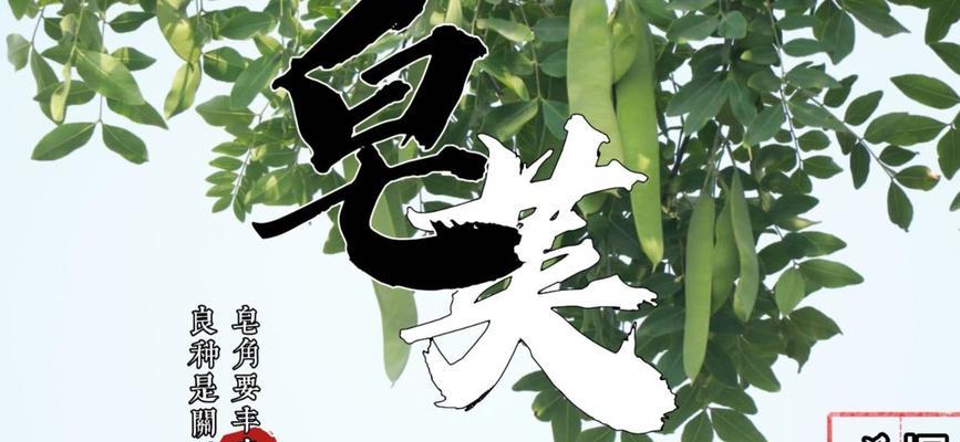 皂角树丰产栽培的关键技术是什么？