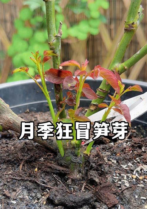 月季萌芽期的管理技巧有哪些？