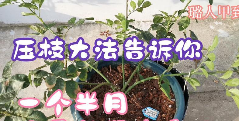 月季萌芽期的管理技巧有哪些？