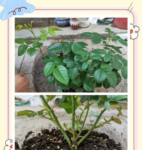 月季萌芽期的管理技巧有哪些？