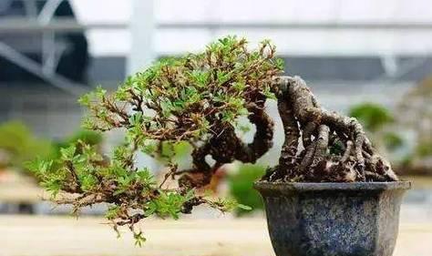 南雀下垂盆景的养护方法是什么？如何保持其美观？