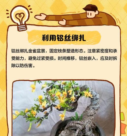 南雀下垂盆景的养护方法是什么？如何保持其美观？