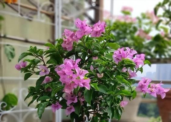 南方阳台适合种植哪些花卉？